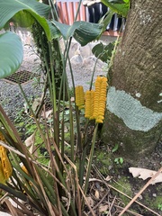 Calathea crotalifera image