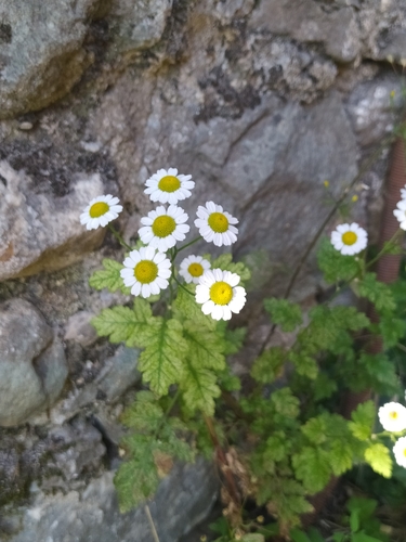 Tanacetum parthenium