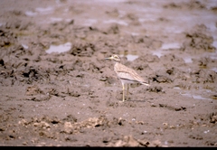 Burhinus senegalensis