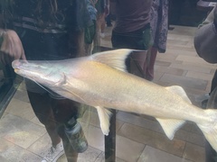 Gilded Catfish photo 3