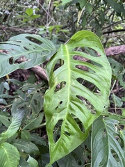 Monstera adansonii image