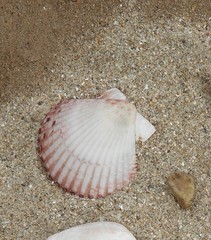 Argopecten ventricosus