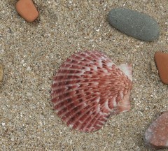 Argopecten ventricosus