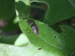 Hadromorphus inflatus