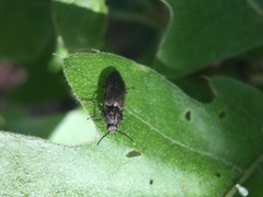 Hadromorphus inflatus