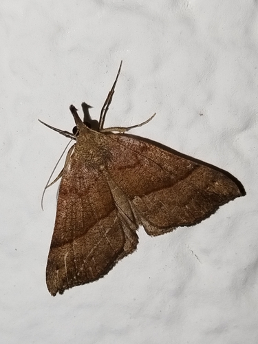 pamora žihľavová (Hypena proboscidalis)