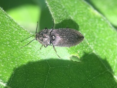 Hadromorphus inflatus