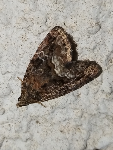 morička černicová (Deltote pygarga)