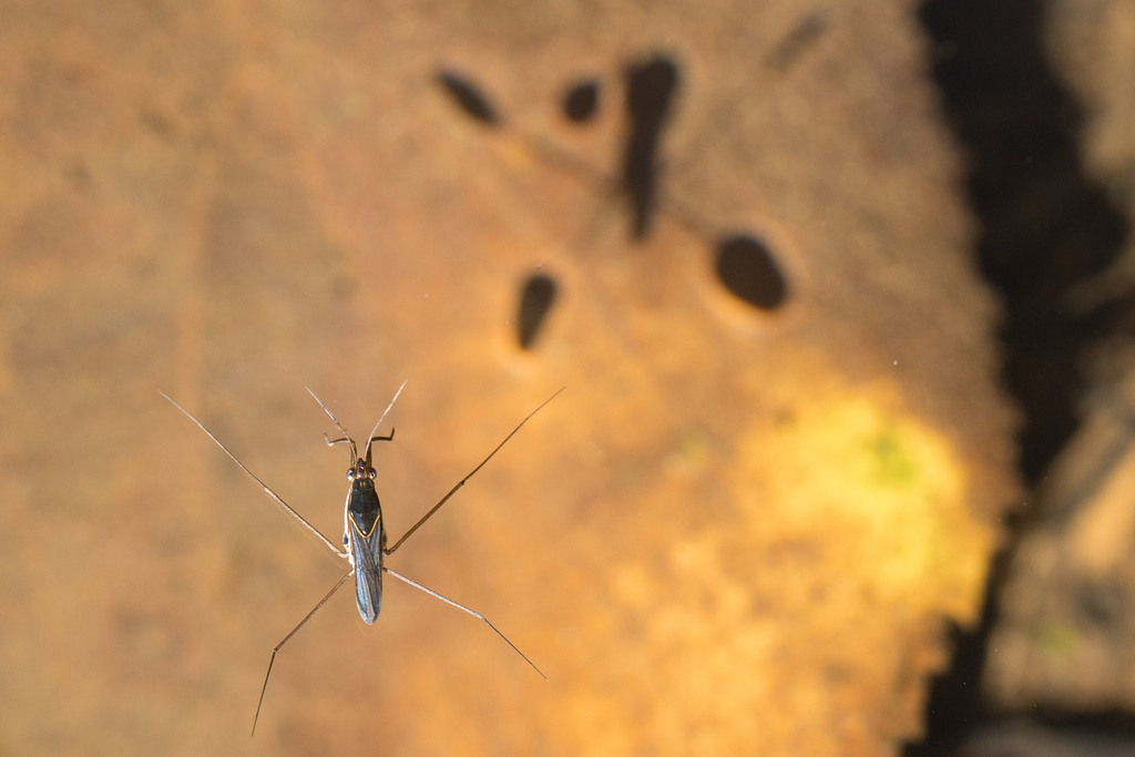 Limnogonus ignotus