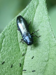 Agrilus cyanescens