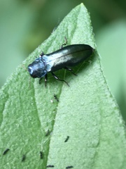 Agrilus cyanescens