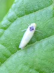 Erythridula pfrimmeri