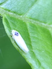 Erythridula pfrimmeri