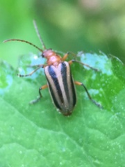 Brachysomida bivittata