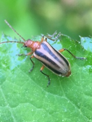 Brachysomida bivittata