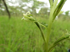 Habenaria retinervis