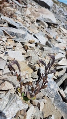 Myosotis australis