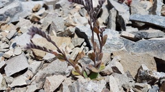 Myosotis australis