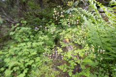 Thalictrum cultratum, photograph Morten Ross, CC BY, iNaturalist via GBIF