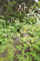 Thalictrum cultratum, photograph Morten Ross, CC BY, iNaturalist via GBIF
