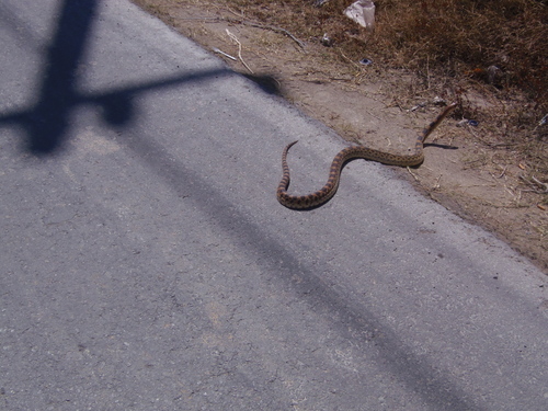 Pituophis deppei