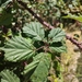 Rubus carpetanus - Photo (c) David G. del Olmo,  זכויות יוצרים חלקיות (CC BY-NC), הועלה על ידי David G. del Olmo