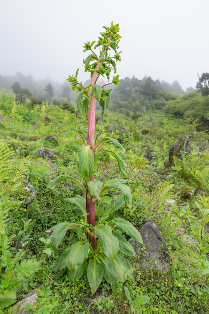 Swertia hookeri
