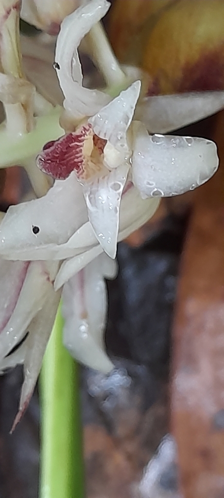 Xylobium variegatum