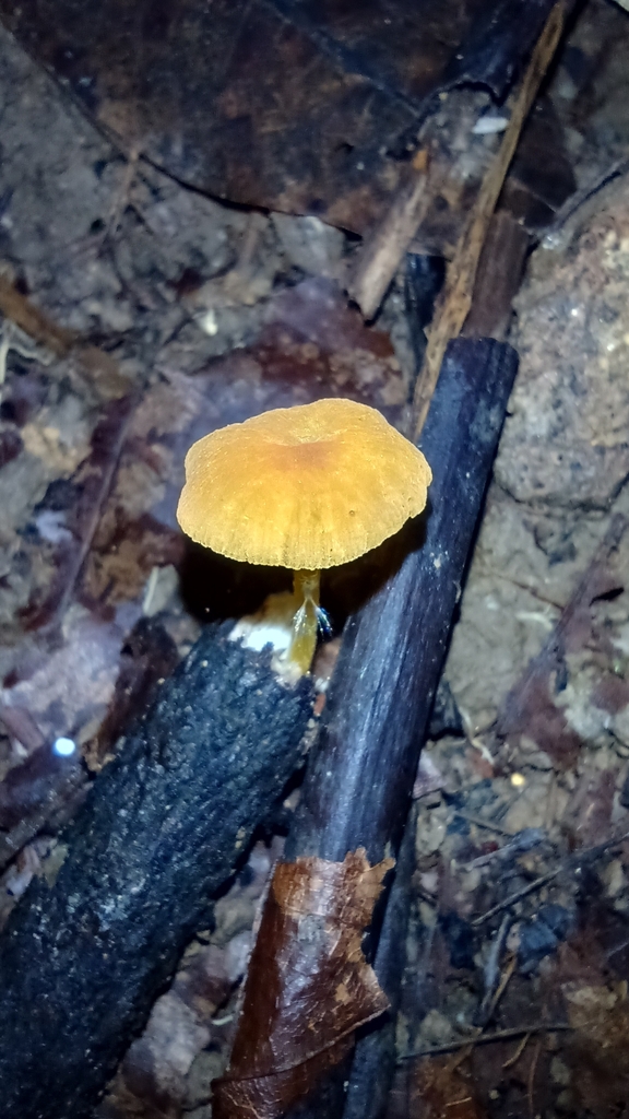 Pluteus chrysophlebius