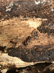 Camponotus texanus