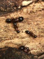 Camponotus texanus