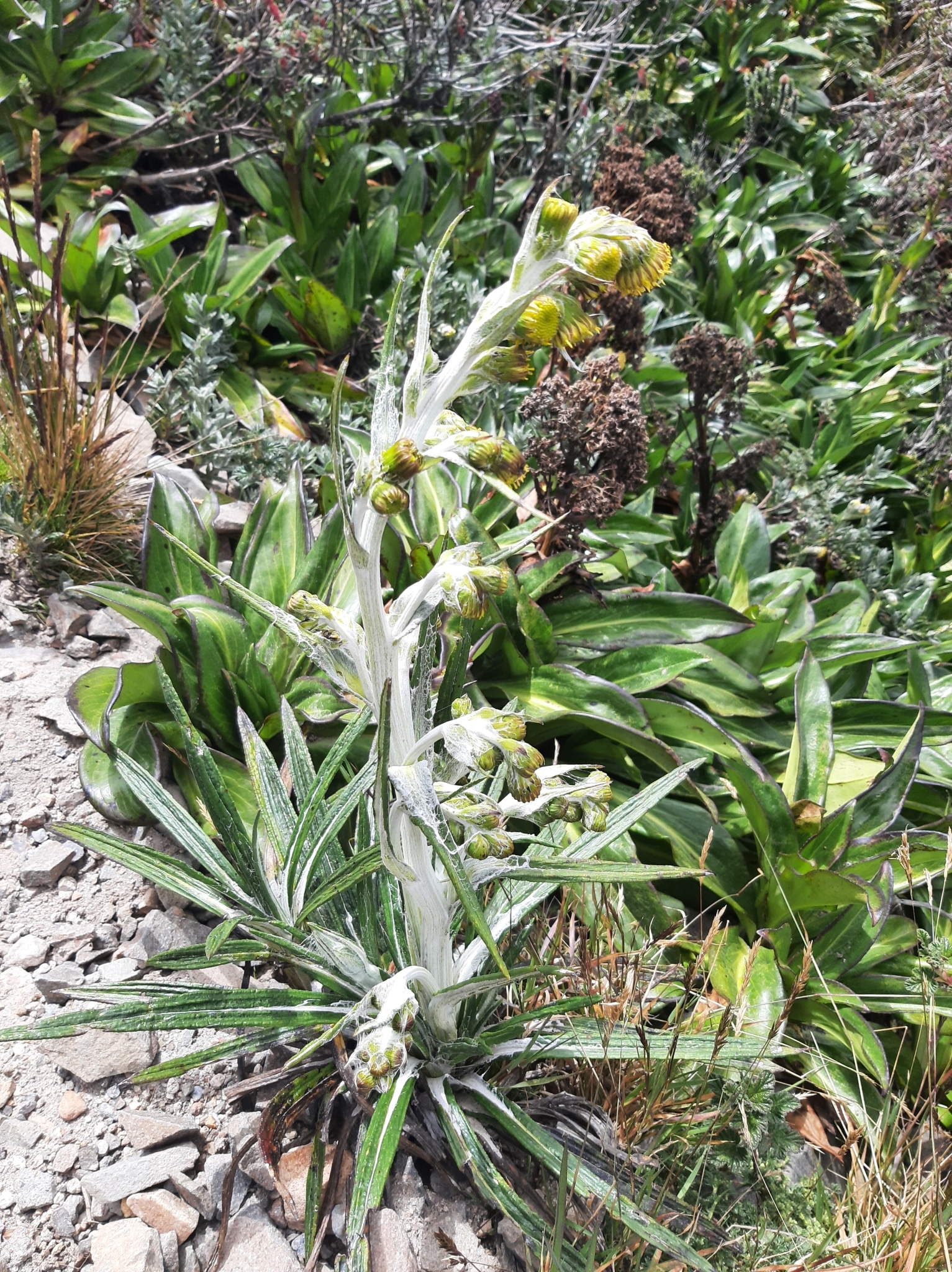 Senecio comosus image