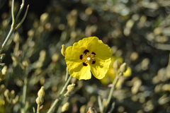 Cistus halimifolius