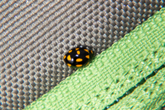 Coccinella leonina