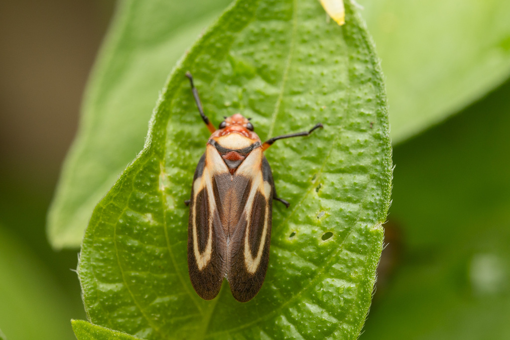 Ocoaxo cardonai
