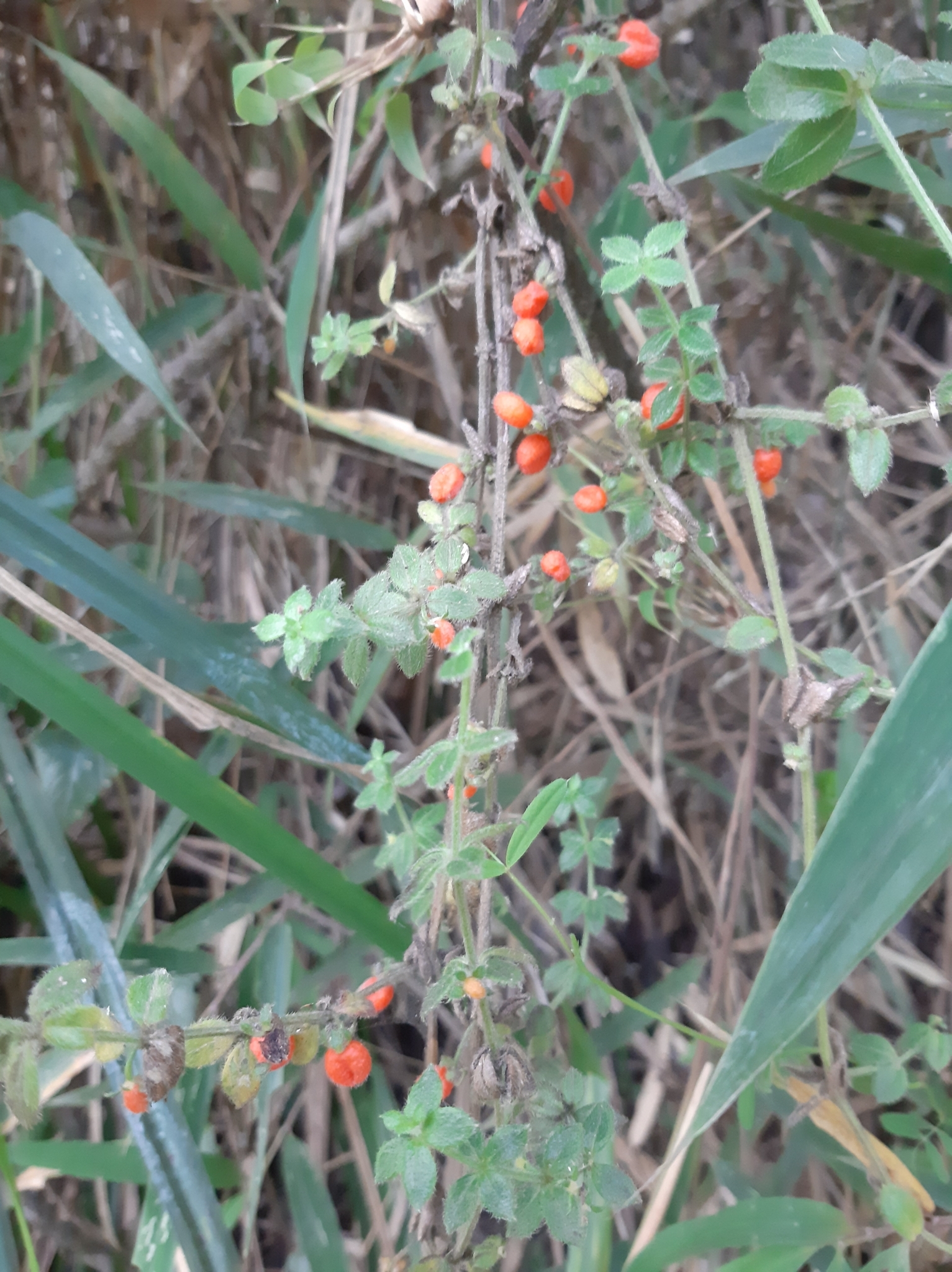 Galium hypocarpium image