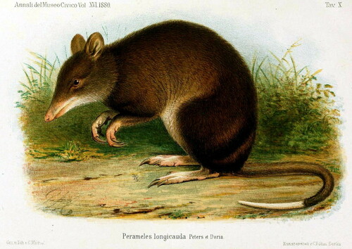 Long-tailed Bandicoot (Microperoryctes longicauda) — Least Concern Mammalia