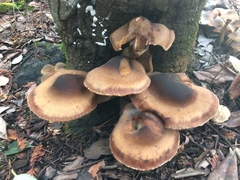Armillaria nabsnona
