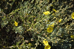 Cistus halimifolius