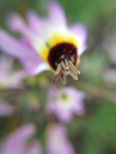 iNaturalist observation photo of Shooting Stars