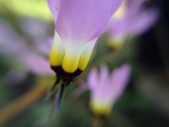 Dodecatheon