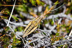 Sigaus australis