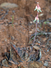 Gasteria brachyphylla