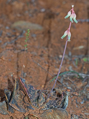Gasteria brachyphylla