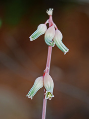 Gasteria brachyphylla