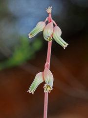 Gasteria brachyphylla