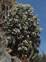 Crassula arborescens
