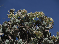 Crassula arborescens