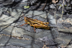 Sigaus australis