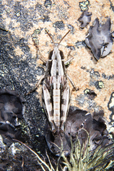 Sigaus australis